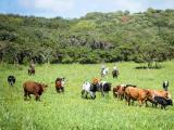 gunstock ranch horseback ride